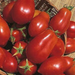 tomate2