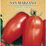 tomate4